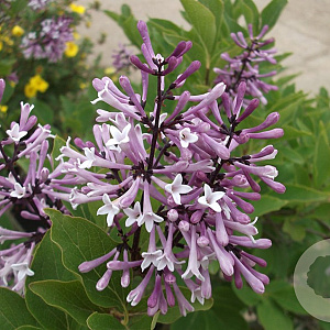 Syringa patula 'Miss Kim' 125-150 cm met kluit struik
