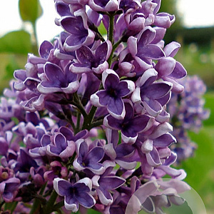 Syringa v. 'Albert F. Holden' 175-200 cm draadkluit struik op Stam