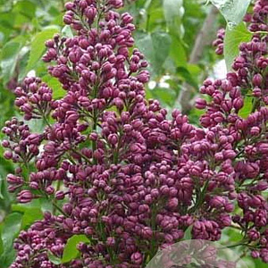 Syringa v. Banner of Lenin 125-150 cm draadkluit struik