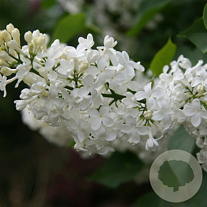 Syringa v. 'Comtesse d'Harcourt' 175-200 cm draadkluit struik op Stam
