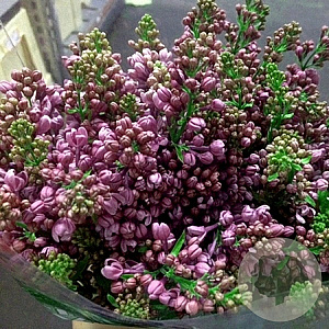 Syringa v. 'Dark Koster' 250-300 cm draadkluit struik