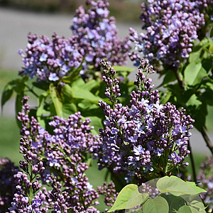 Syringa v. 'Dwight D. Eisenhower' 200-250 cm draadkluit struik