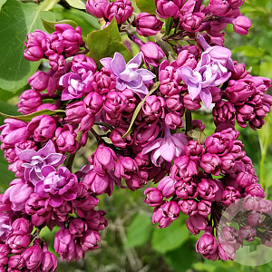 Syringa v. 'Herman Eilers' 175-200 cm draadkluit struik op Stam