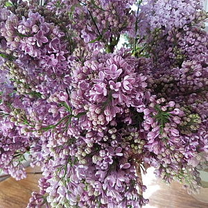 Syringa v. 'Hugo Koster' 300-350 cm draadkluit struik