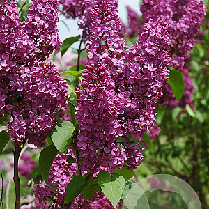 Syringa v. Ludwig Spaeth 175-200 cm draadkluit struik op Stam