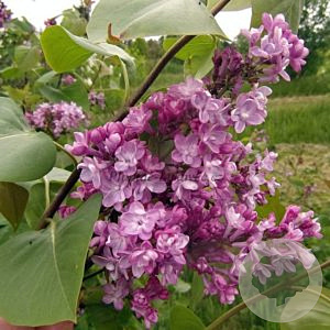 Syringa v. 'Macrostachya' 200-250 cm draadkluit struik