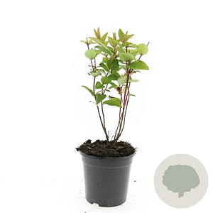 Hypericum androsaemum GM 1.5