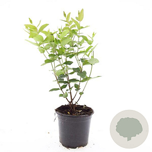Hypericum androsaemum GM 1.5