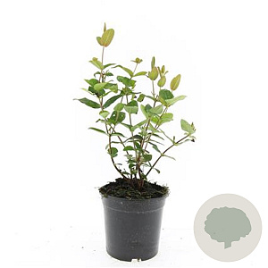 Hypericum androsaemum GM 1.5
