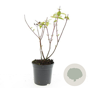 Hypericum androsaemum GM 1.5