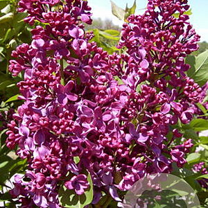 Syringa v. 'Monge' 200-250 cm draadkluit struik