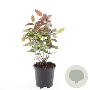 Hypericum andr. 'Albury Purple' GM 1.5