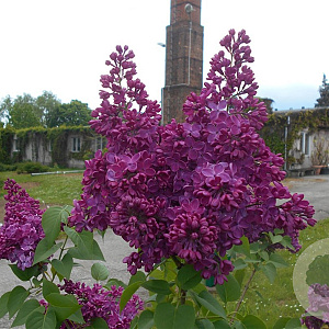 Syringa v. Standard of Lenin 175-200 cm draadkluit struik op Stam