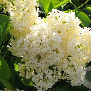 Syringa v. Sterntaler 125-150 cm met kluit struik