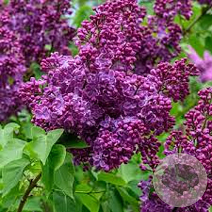 Syringa v. 'Sultan' 175-200 cm draadkluit struik op Stam