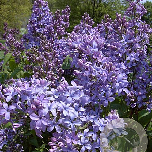 Syringa v. 'Wonderblue' 150-175 cm draadkluit struik