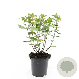 Hypericum i. 'Annebel' GM 1.5