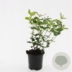 Hypericum i. 'Annebel' GM 1.5