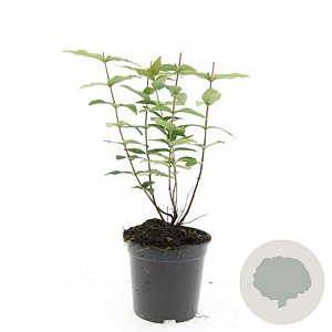 Hypericum i. 'Autumn Blaze' GM 1.5