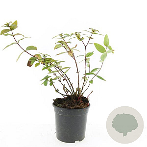 Hypericum i. 'Autumn Blaze' GM 1.5