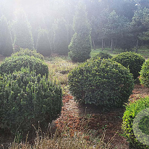 Taxus baccata 110-120 cm draadkluit bol