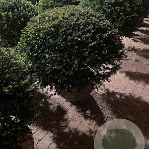 Taxus baccata 100-110 cm draadkluit bol 100