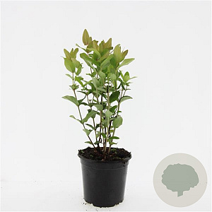 Hypericum i. 'Beauty' GM 1.5
