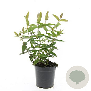 Hypericum i. 'Beauty' GM 1.5