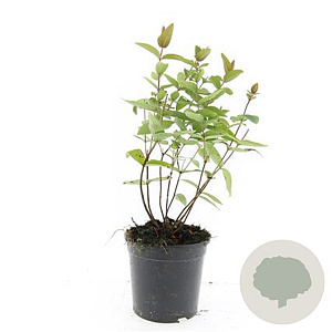 Hypericum i. 'Beauty' GM 1.5