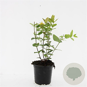 Hypericum i. 'Excellent Flair' GM 1.5