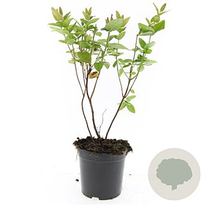 Hypericum i. Magical Beauty GM 1.5