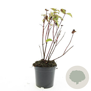 Hypericum i. Magical Red GM 1.5