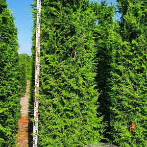Thuja pl. 'Excelsa' 40-45 HO draadkluit