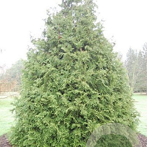 Thujopsis dolabrata 250-300 cm draadkluit solitair