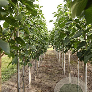 Tilia americana 'American Sentry' 20-25 HO draadkluit 250 cm stam