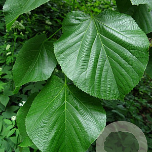 Tilia americana 'Moltkei' 12-14 HO draadkluit