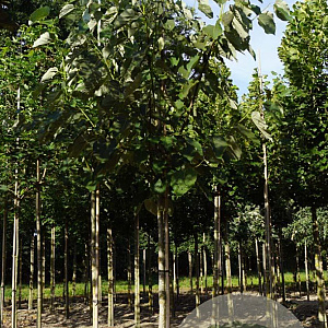 Tilia americana 'Neglect' 16-18 HO draadkluit