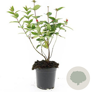 Hypericum i. 'Orange Flair' GM 1.5