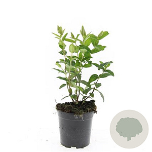 Hypericum i. 'Orange Flair' GM 1.5