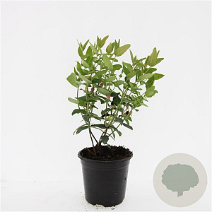 Hypericum i. 'Orange Flair' GM 1.5