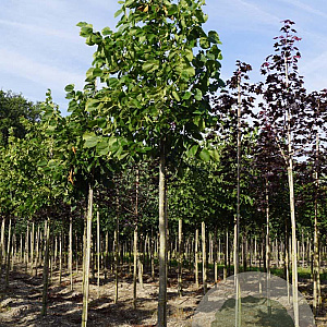 Tilia americana 'Nova' 18-20 HO draadkluit