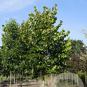 Tilia americana 'Nova' 20-25 HO draadkluit