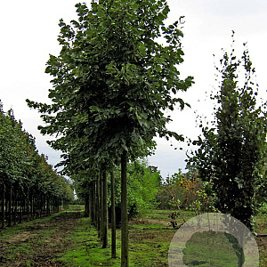 Tilia americana 'Nova' 25-30 HO draadkluit