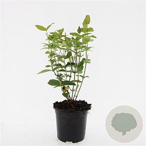 Hypericum i. 'Rheingold' GM 1.5