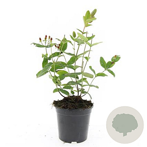 Hypericum i. 'Rheingold' GM 1.5