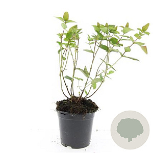 Hypericum i. 'Rheingold' GM 1.5