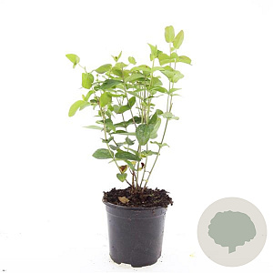 Hypericum i. 'Rheingold' GM 1.5