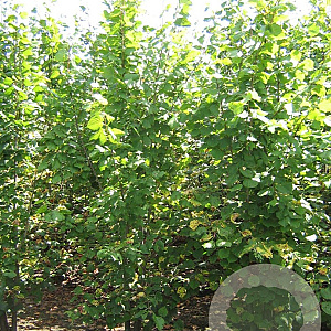 Tilia cordata 700-800 cm draadkluit meerstammig