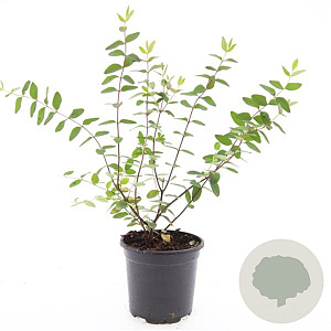 Hypericum kouytchense GM 1.5