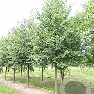 Tilia cordata 'Böhlje' 35-40 HO draadkluit 250 cm stam